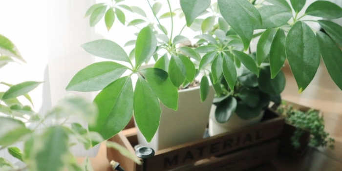 部屋の植物