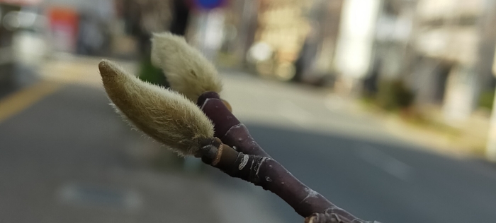 ふわふわの植物