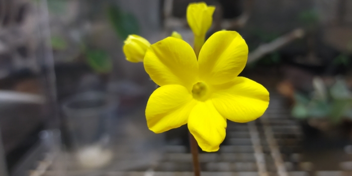 グラキリスの開花