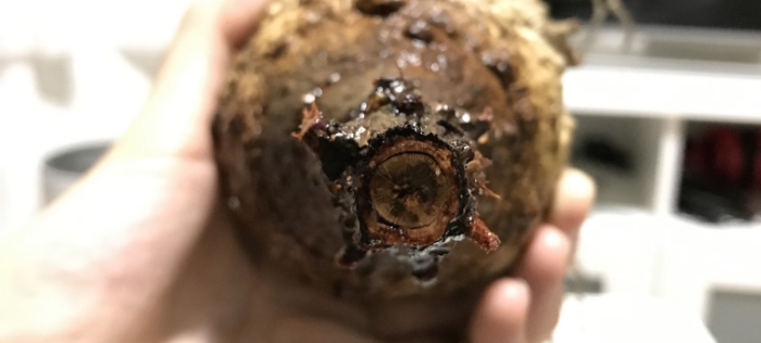 発根失敗した株の根の断面図